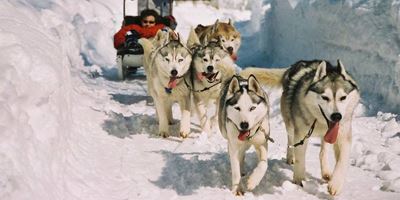 husky ride in Zakopane Zakopane husky ride