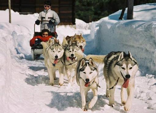 husky rides in Zakopane