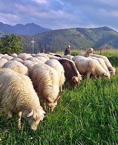 Zakopane flock of sheep